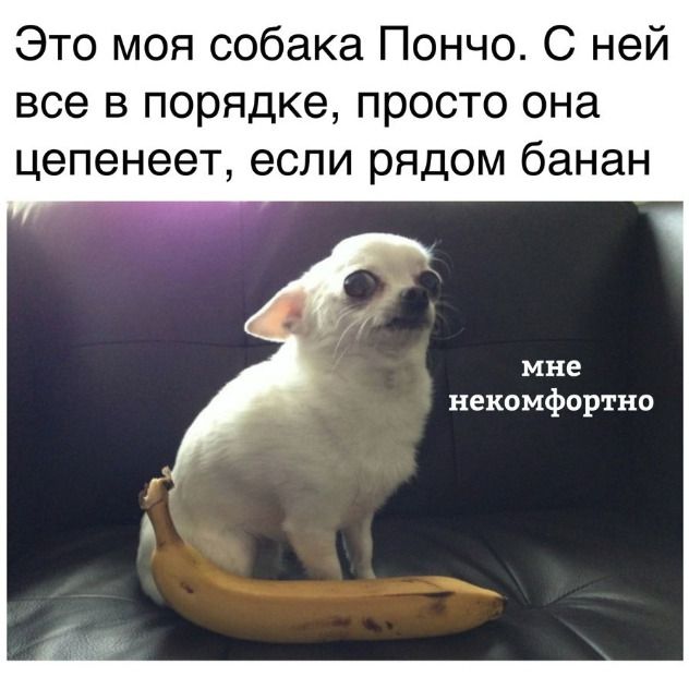 poncho dog scared by banana